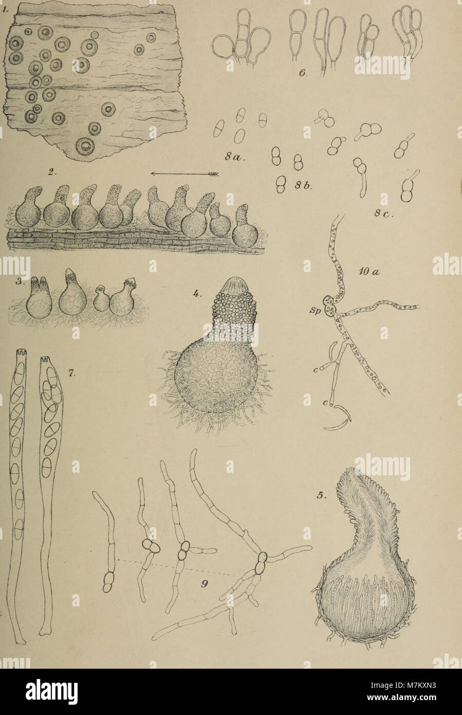 A scientific journal from 1901 focusing on plant systematics, plant ...