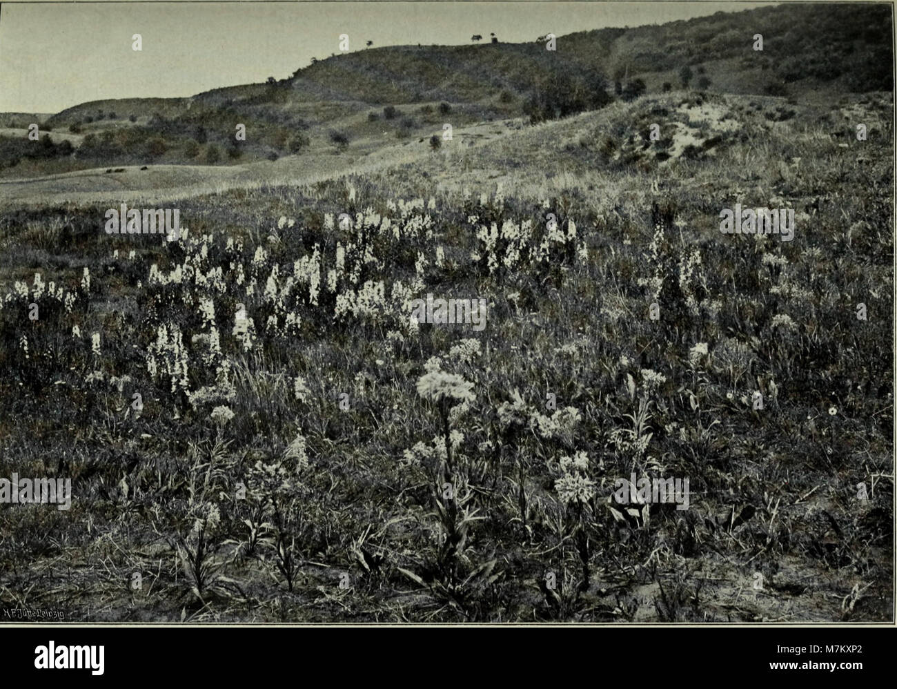 A scientific journal from 1902, focusing on plant systematics, plant ...