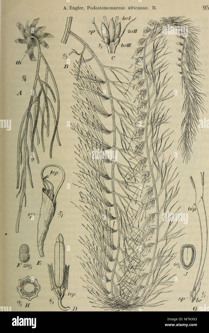 Evolutionary taxonomy hi-res stock photography and images - Alamy