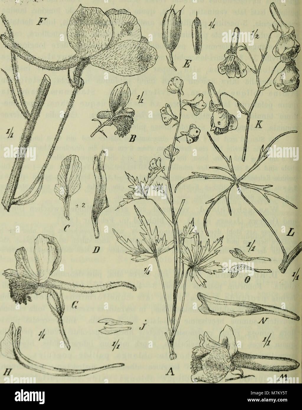 Systematic botany reference hi-res stock photography and images - Alamy