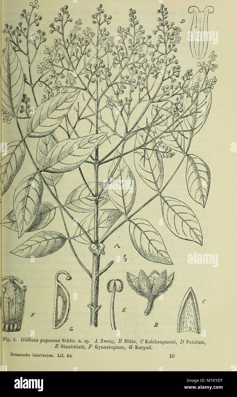 Botanische Jahrbücher für Systematik, Pflanzengeschichte und