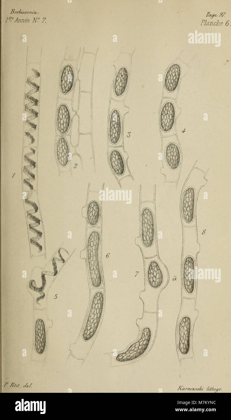 Brebissonia, revue mensuelle illustrée de botanique cryptogamique et d'anatomie végétale (1879) (19786943483) Stock Photo