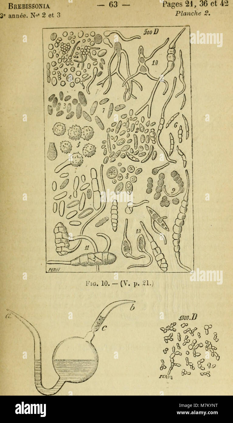 Brebissonia, revue mensuelle illustrée de botanique cryptogamique et d'anatomie végétale (1879) (20221219609) Stock Photo