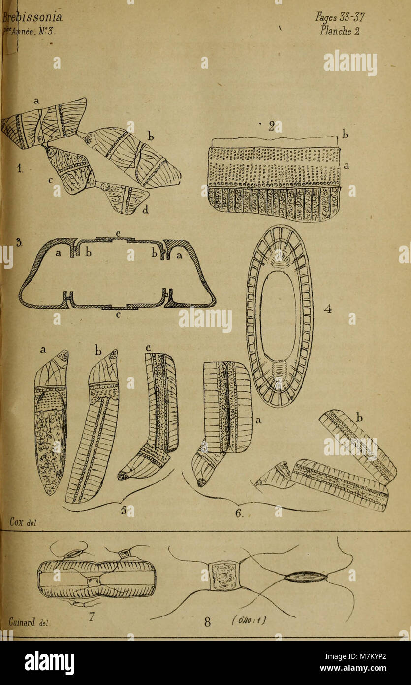 Brebissonia, revue mensuelle illustrée de botanique cryptogamique et d'anatomie végétale (1879) (20407862775) Stock Photo