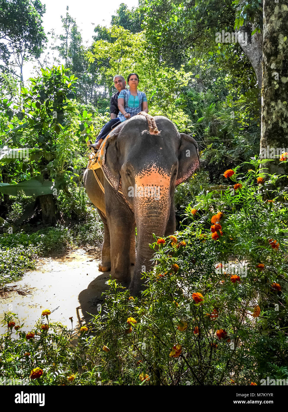THEKKADY, KERALA, INDIA DEC. 15, 2011 Tourists enjoying elephant