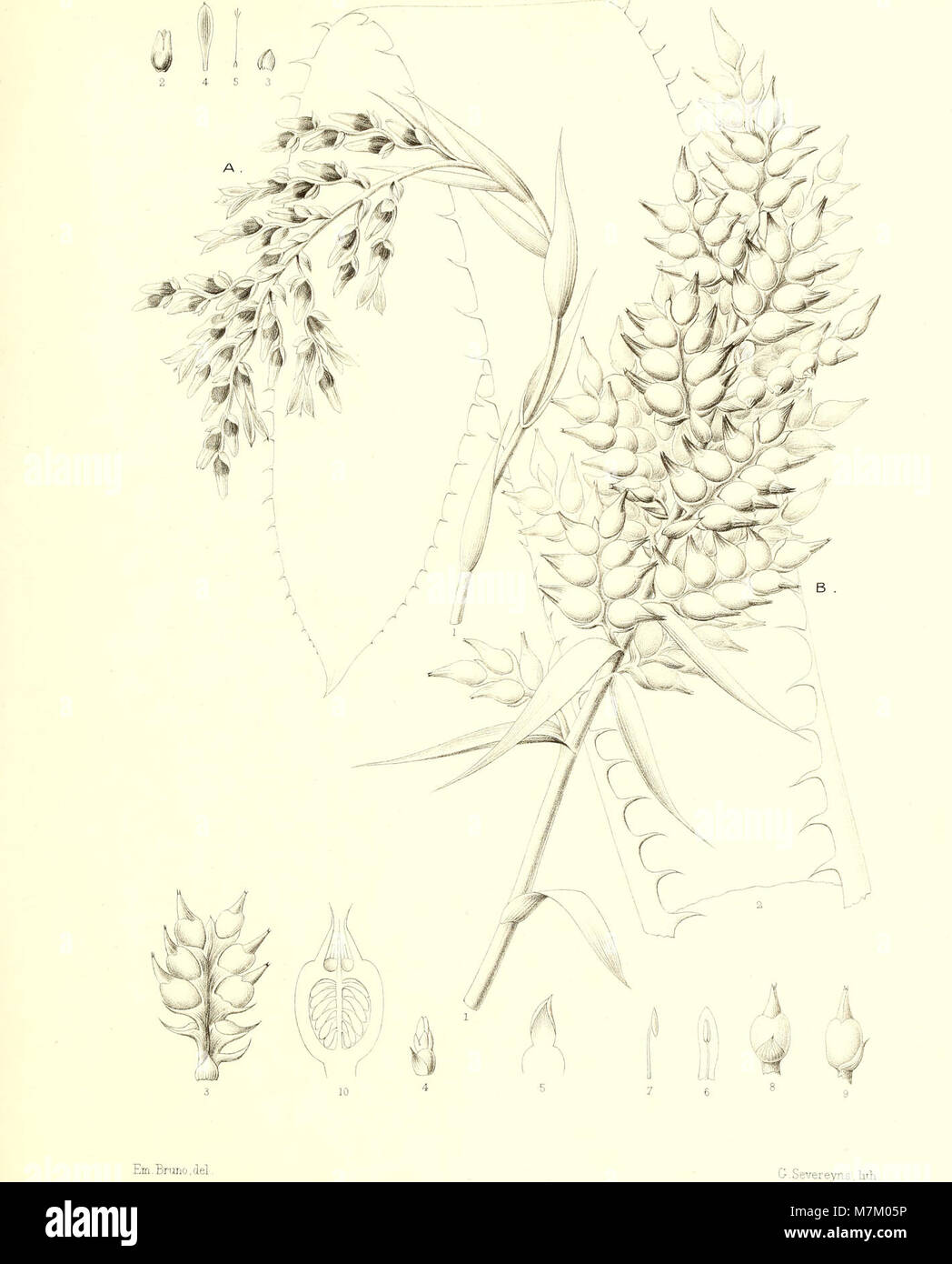 Bromeliaceae andreanae - description et histoire des broméliacées récoltées dans la Colombie, l'Ecuador et le Venezuela (1889) (19798241313) Stock Photo
