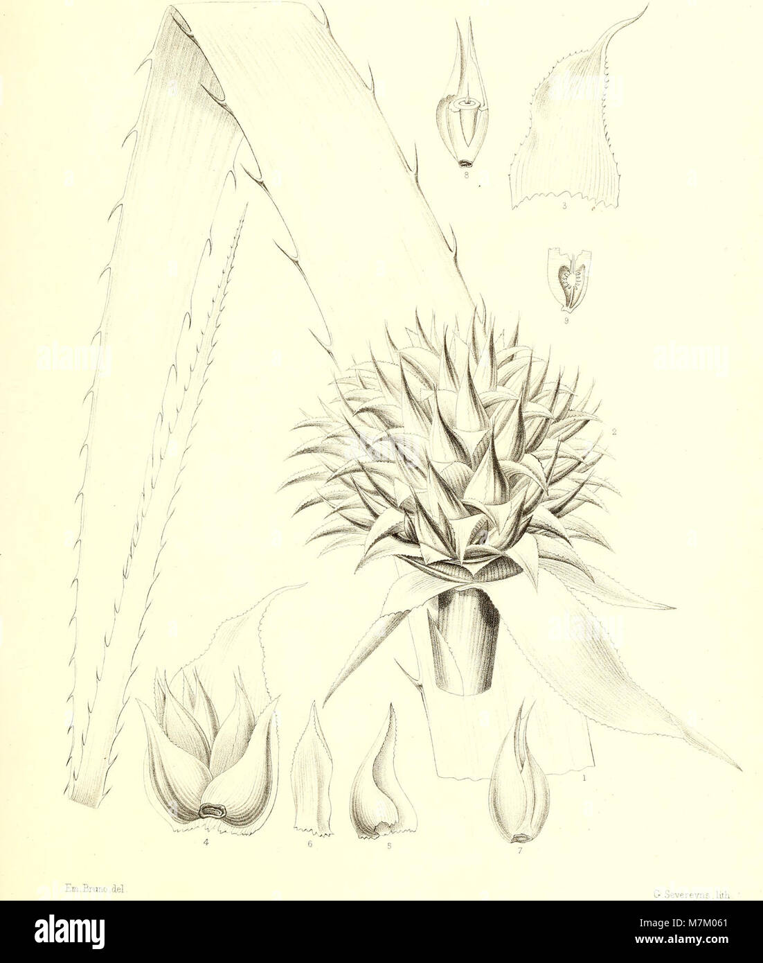Bromeliaceae andreanae - description et histoire des broméliacées récoltées dans la Colombie, l'Ecuador et le Venezuela (1889) (20392960756) Stock Photo