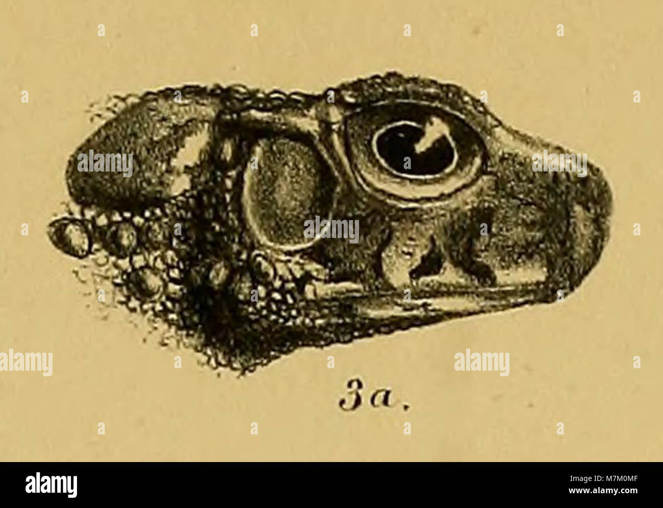 Bufo macrotis (head) Annali del Museo civico di storia naturale di Genova (1887) (18384564826) (cropped) Stock Photo