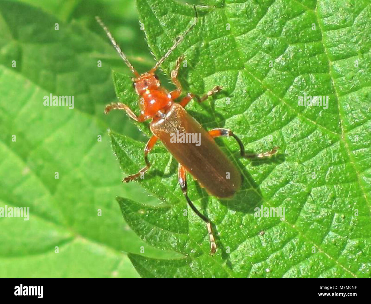 Cantharis livida (Soldier beetle sp.), Elst (Gld), the Netherlands Stock Photo