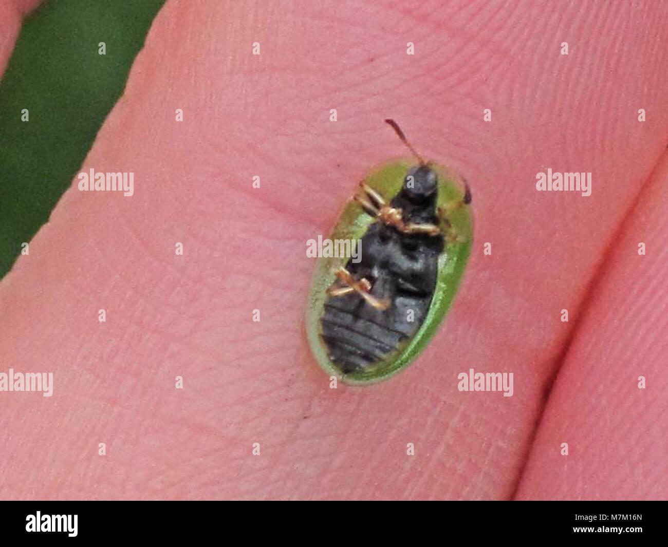 Cassida spec. (Coleoptera sp.), Elst (Gld), the Netherlands - 2 Stock Photo