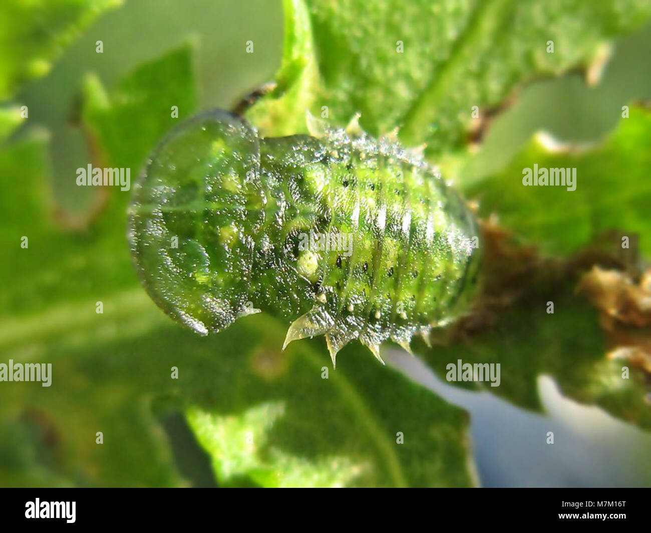 Cassida spec. (Coleoptera sp.), Lent, the Netherlands - 2 Stock Photo