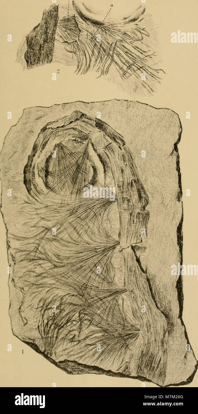 Lewis Documenting Rocks A 1893 geological study from Abhandlungen zur geologischen Specialkarte ...