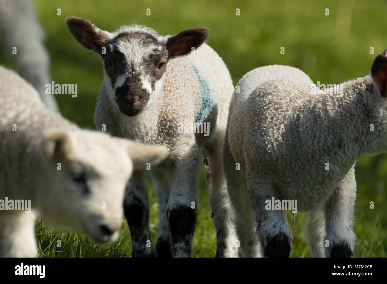 Lambs enjoying spring sunshine Stock Photo - Alamy