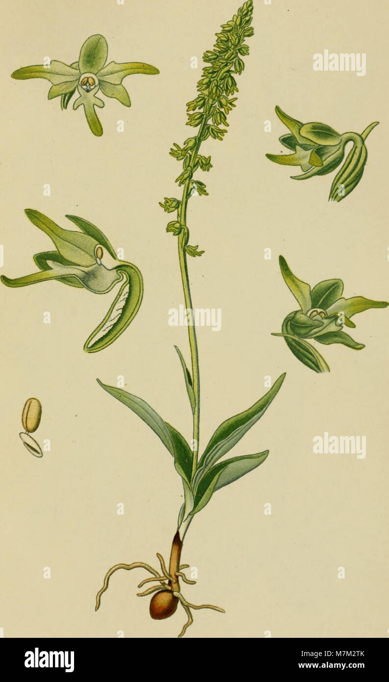 A 1899 botanical album featuring detailed illustrations and ...