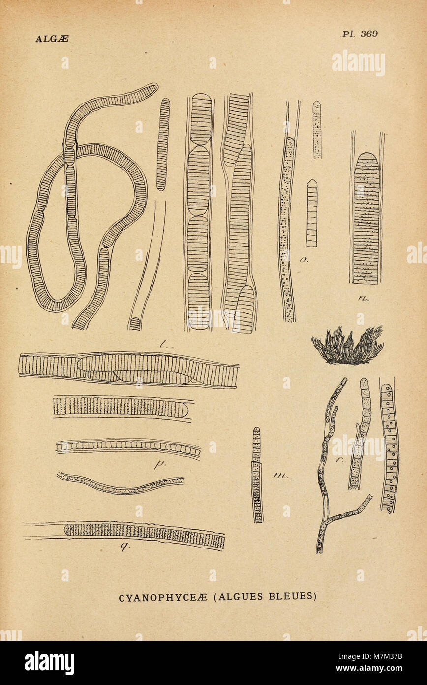 An illustration from 'Album général des Cryptogames' showing detailed ...