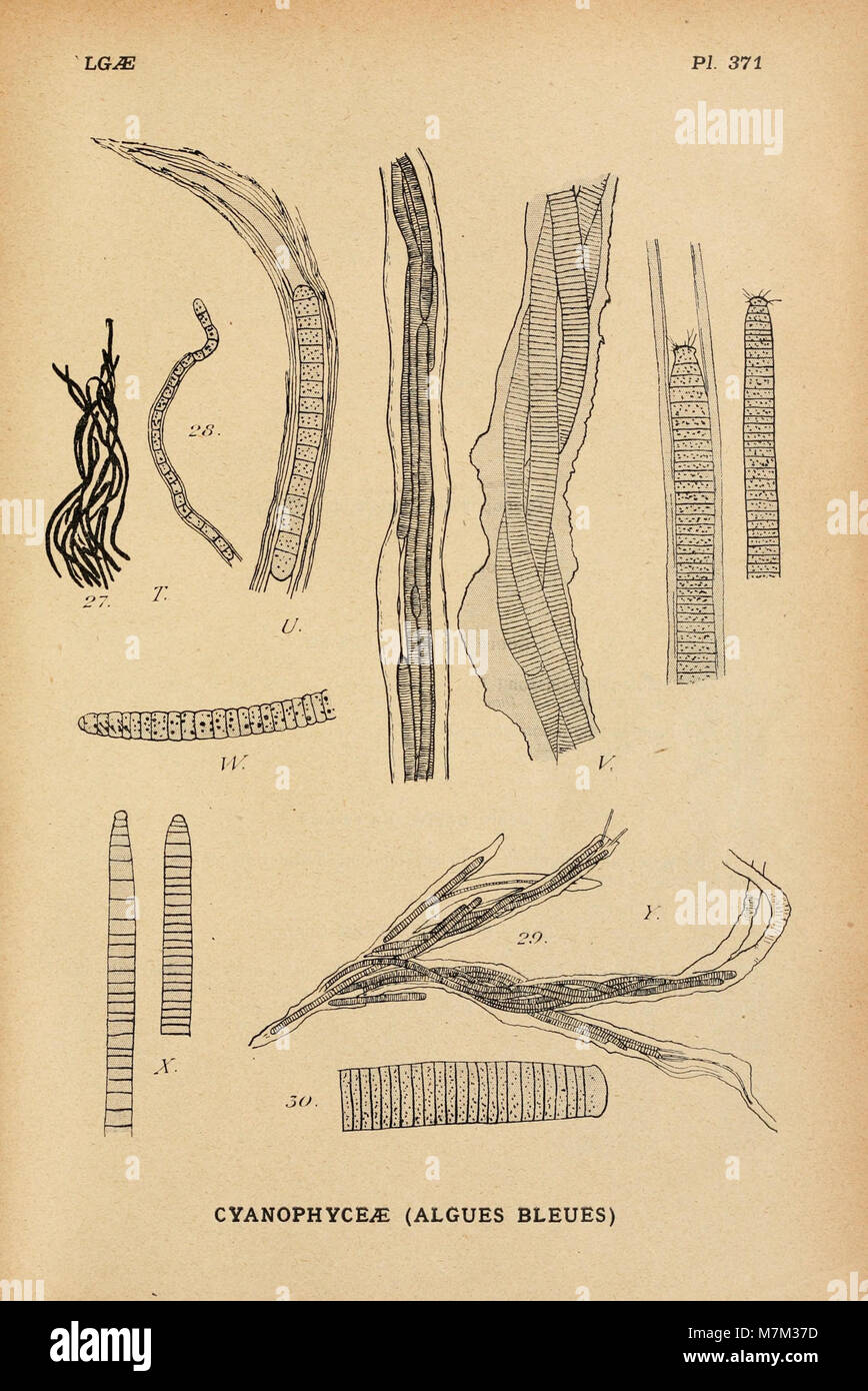 A botanical illustration plate from the Album général des Cryptogames  featuring detailed drawings of cryptogamic plants such as fungi, lichens,  and algae, used for scientific classification and study Stock Photo - Alamy