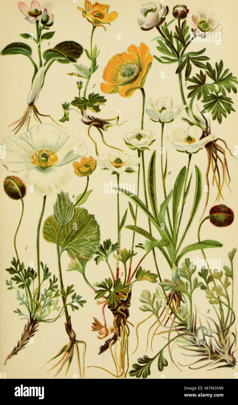 Alpenflora; die verbreitetsten Alpenpflanzen von Bayern, Österreich und der Schweiz (1922) (17486815284) Stock Photo