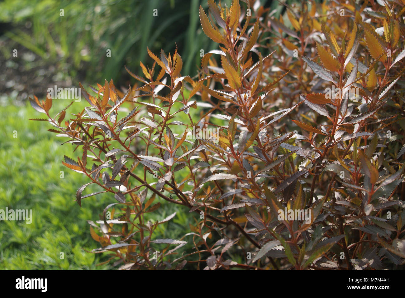 The coloured leaves of Haloragis erecta 'Wellington Bronze' Stock Photo