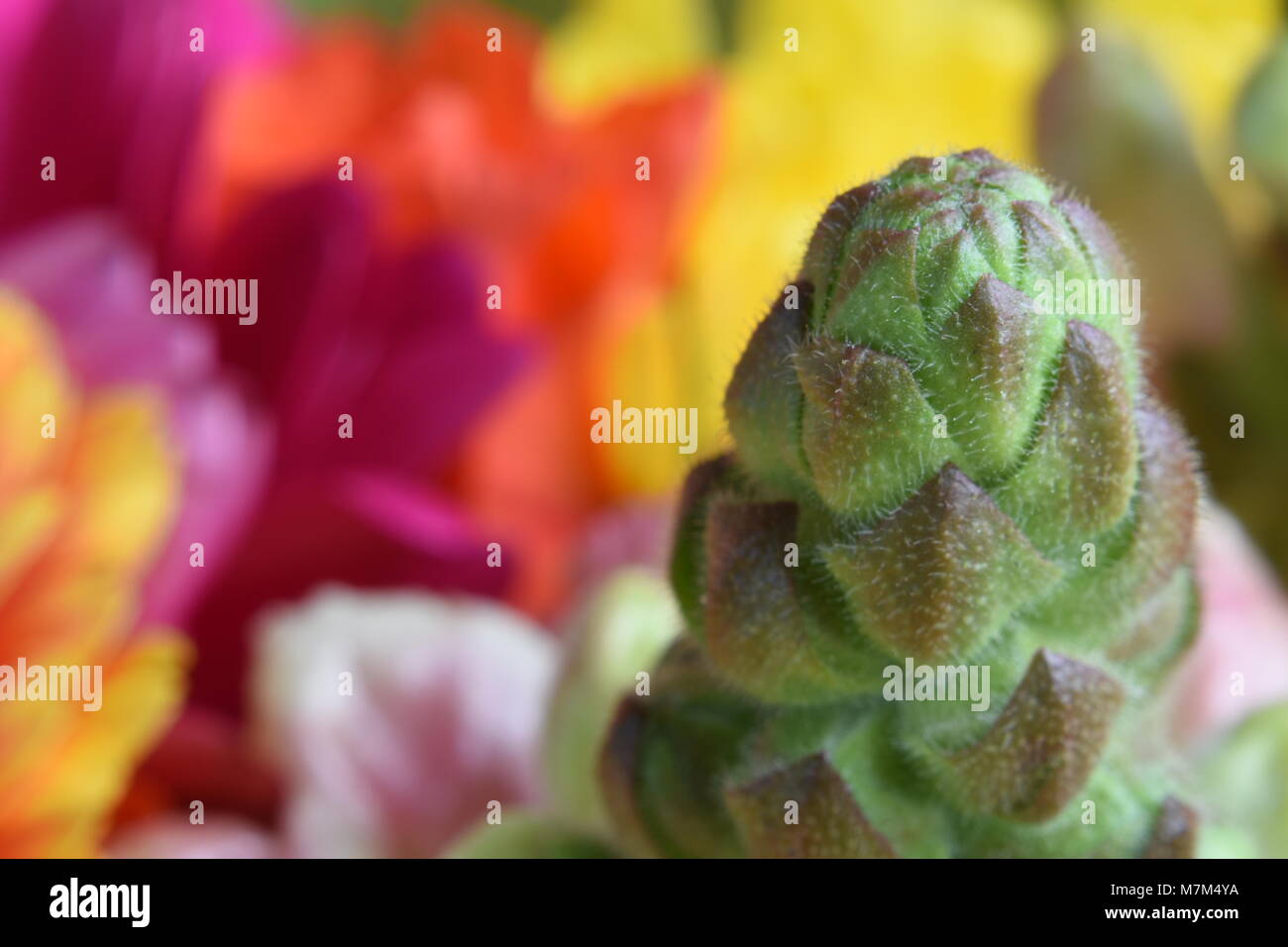 Closeup detail of buds within a bouquet of flowers taken at a shallow depth of field. Stock Photo