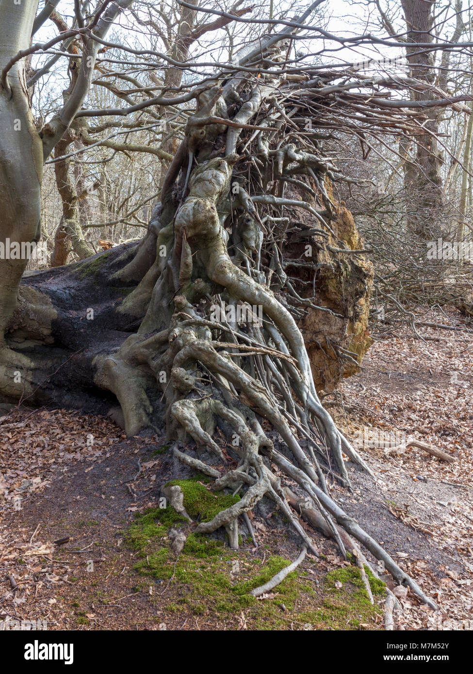 Ancient fallen tree with extensive root bole exposed Stock Photo