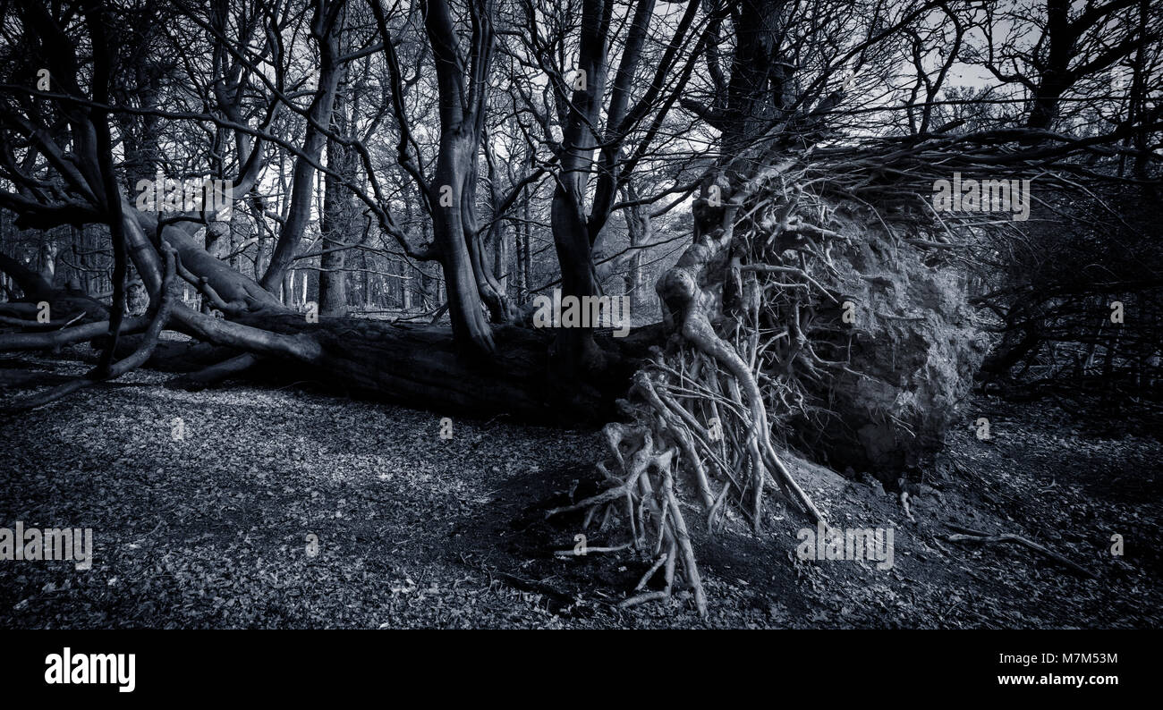 Monotone, moody, panorama of ancient fallen tree with extensive root bole exposed Stock Photo