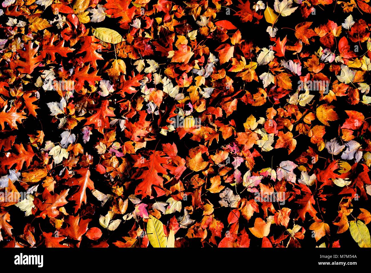 High contrast leaves hi-res stock photography and images - Alamy