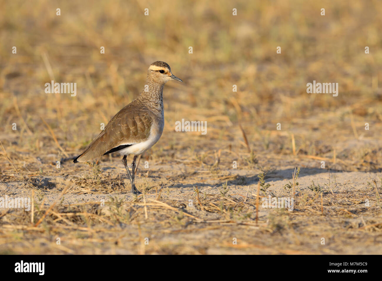 Sociable Lapwing or Sociable Plover (Vanellus gregarius) adult in non-breeding plumage in the Kutch area of Gujarat, India Stock Photo