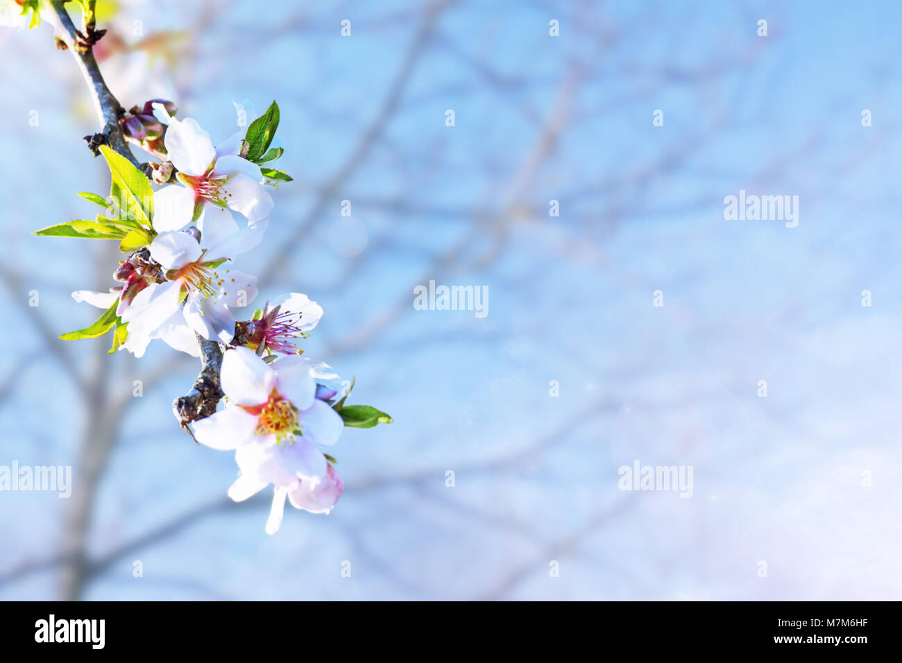Almond blossom. Springtime tree branch with pink flowers and leaves. Stock Photo