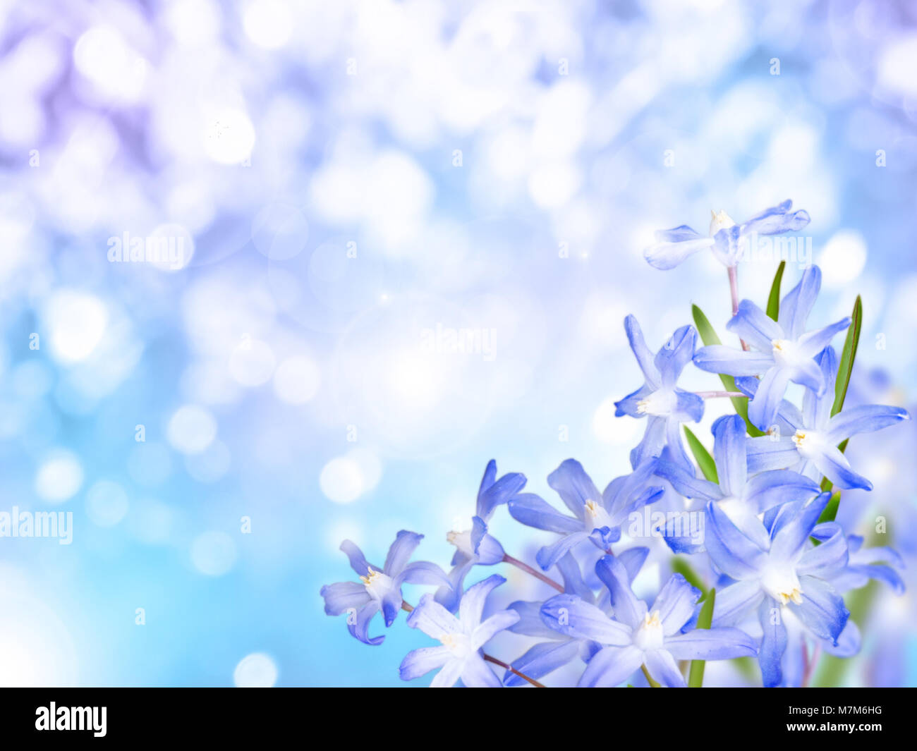 Glory of the show flowers bouquet in the corner ob blue turquoise blurred background. Blue chionodoxa early spring bloom. Stock Photo