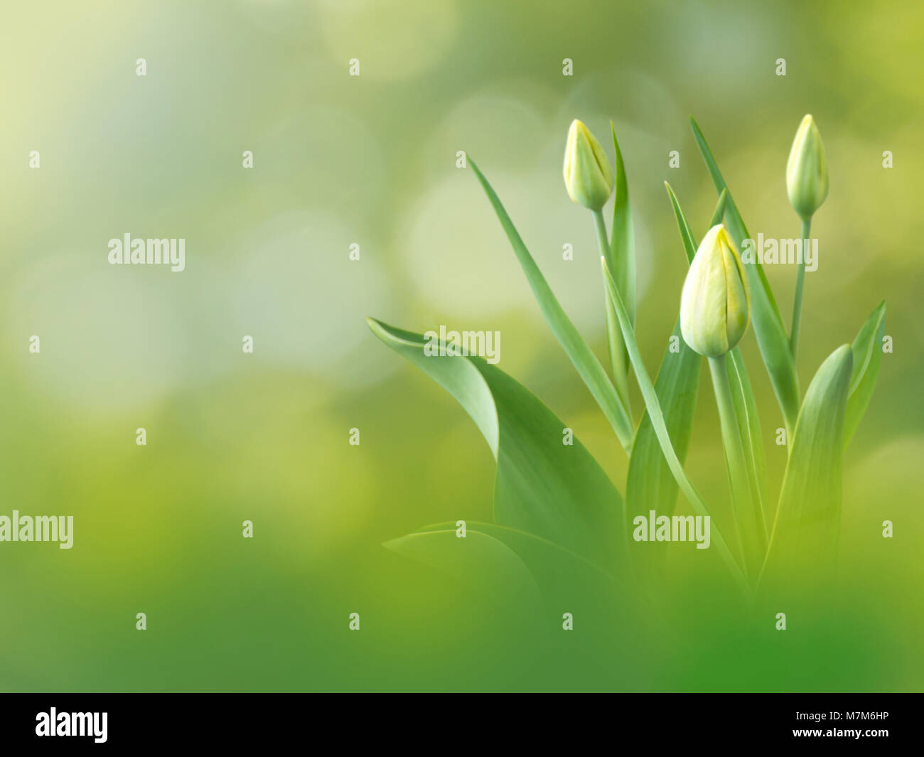 Tulip yellow flowers on the spring blurred garden background Stock Photo