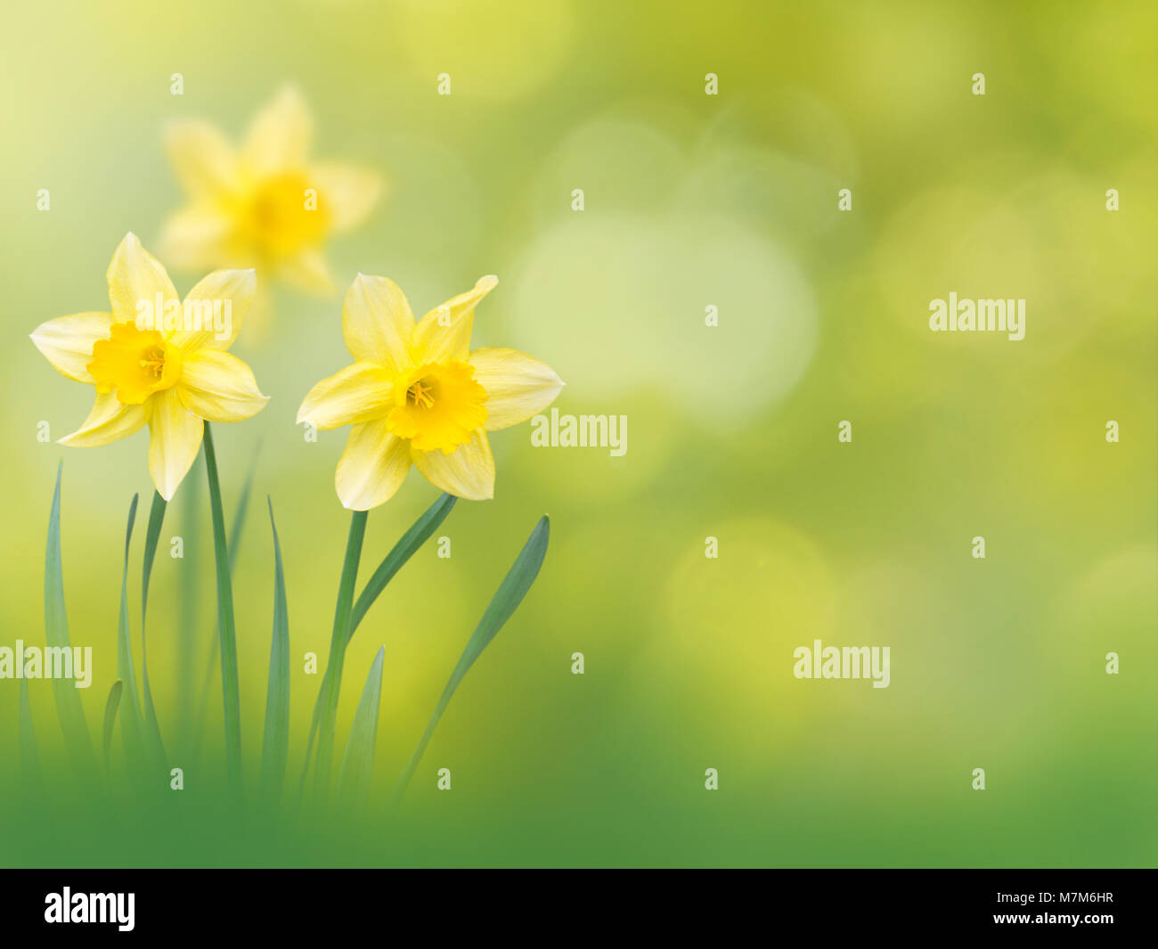 Yellow narcissus flowers on the spring blurred garden background Stock Photo