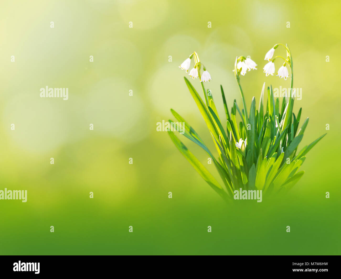 White snowdrop or galanthus flowers on the spring blurred garden background Stock Photo