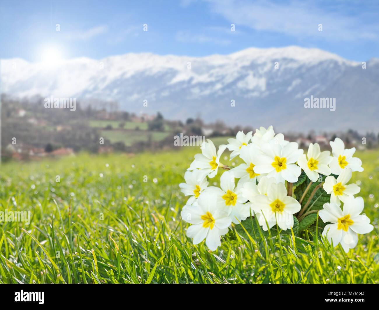 Primrose or primula vulgaris pale yellow flowers on the spring mountain blurred background Stock Photo