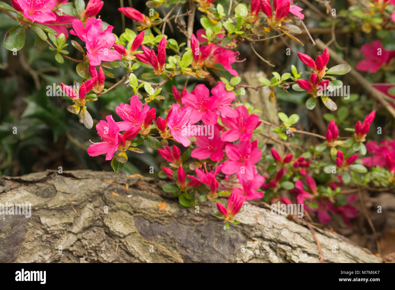 Pink flowering azalea plants in the home garden Stock Photo - Alamy
