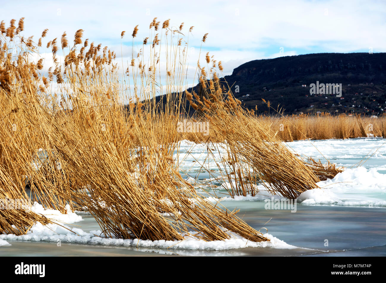 Reeds in ice at Lake Balaton, Hungary ( Szigliget ) Stock Photo