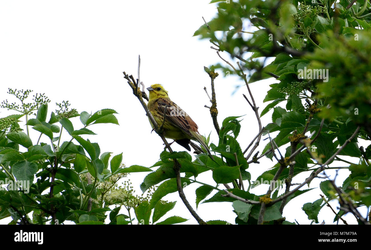 Yellowhammer sat stop tree Stock Photo