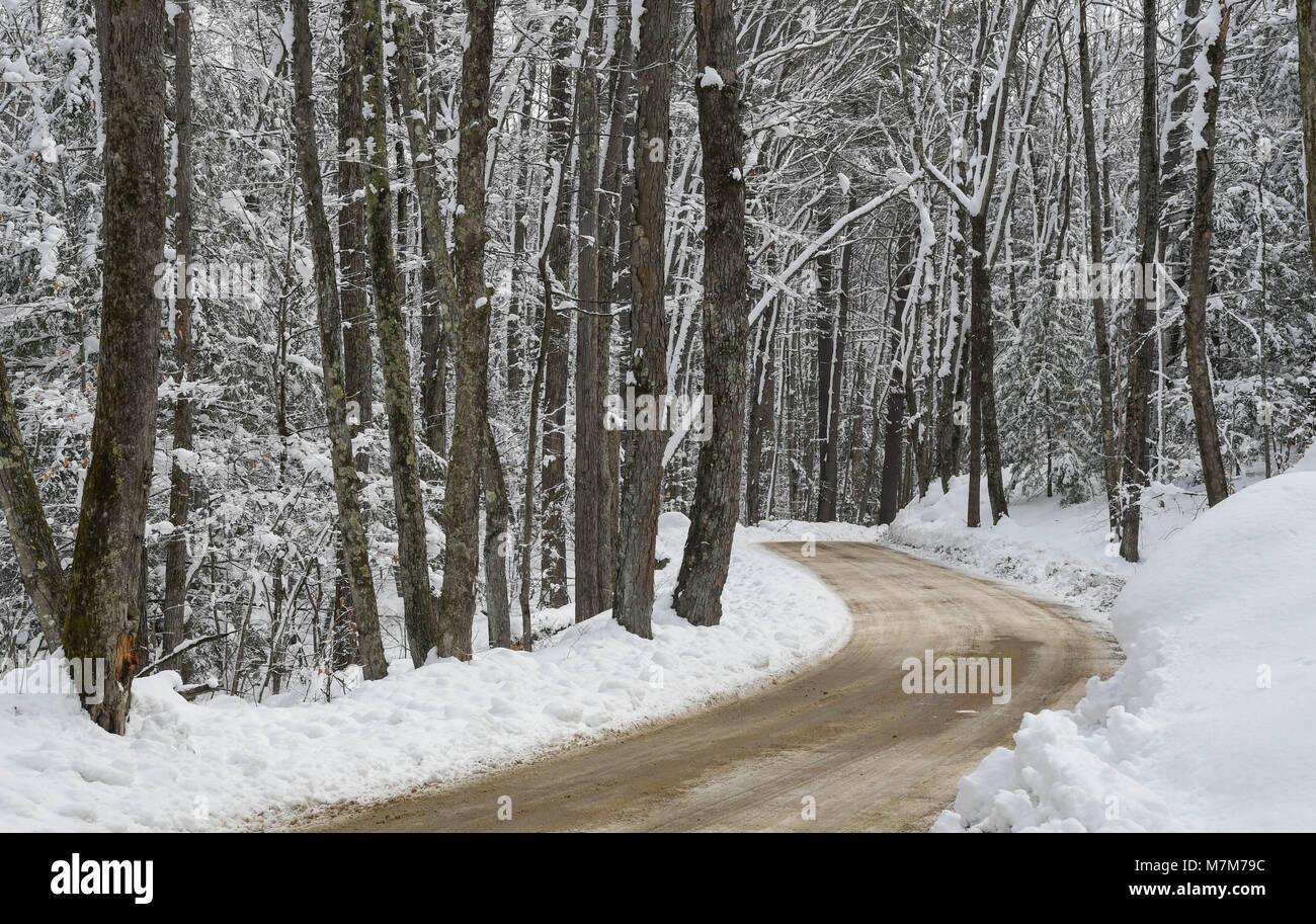 A Dirt Road Winds Through Snow Covered Woods In New England Stock Photo Alamy