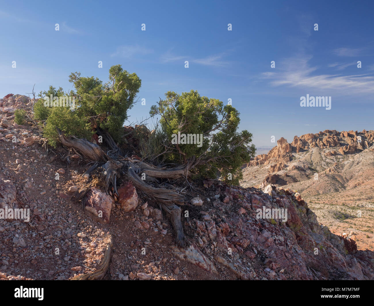 Stunted juniper tree growing out of rock Stock Photo Alamy