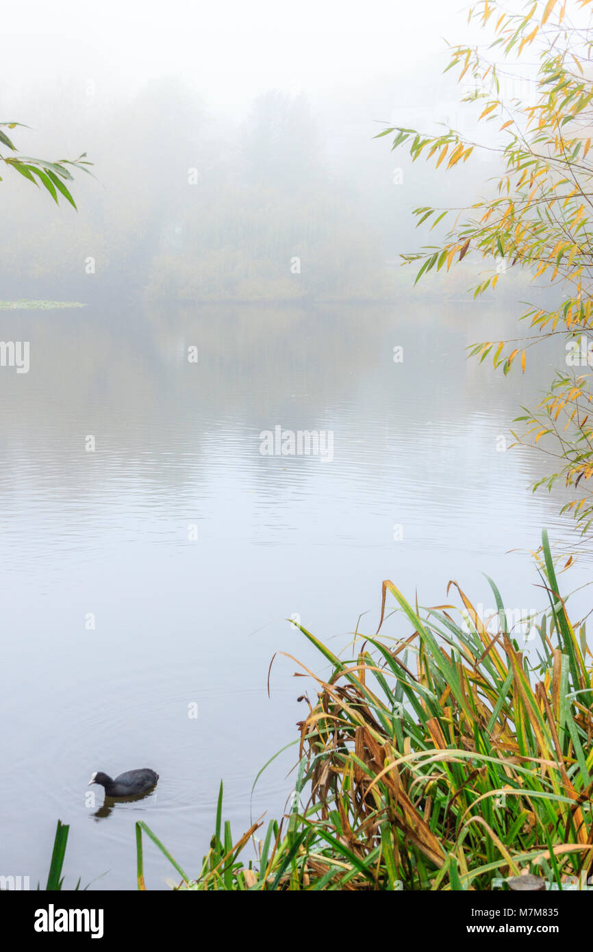 Atmospheric view across a misty pond or lake with reeds and rushes, a single coot swimming in the foreground Stock Photo