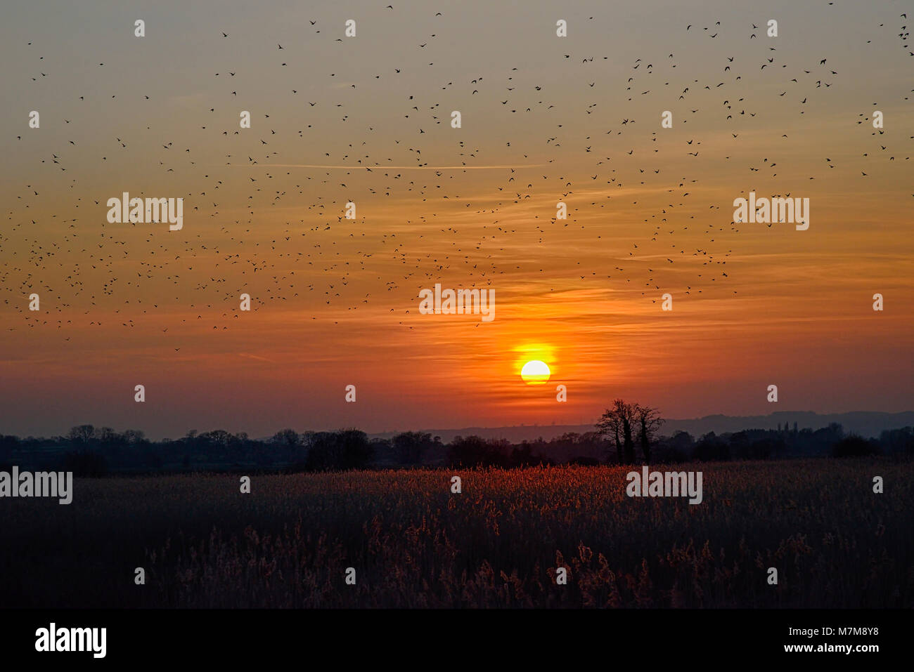 Starlings fly past sunset over reedbeds on Somerset Levels Stock Photo