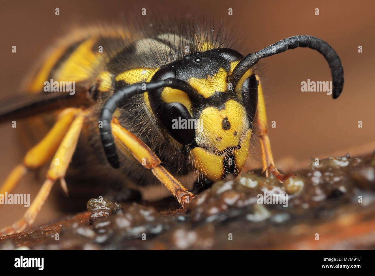 German Wasp (Vespula germanica) hibernating underneath loose bark on tree stump. Tipperary, Ireland Stock Photo