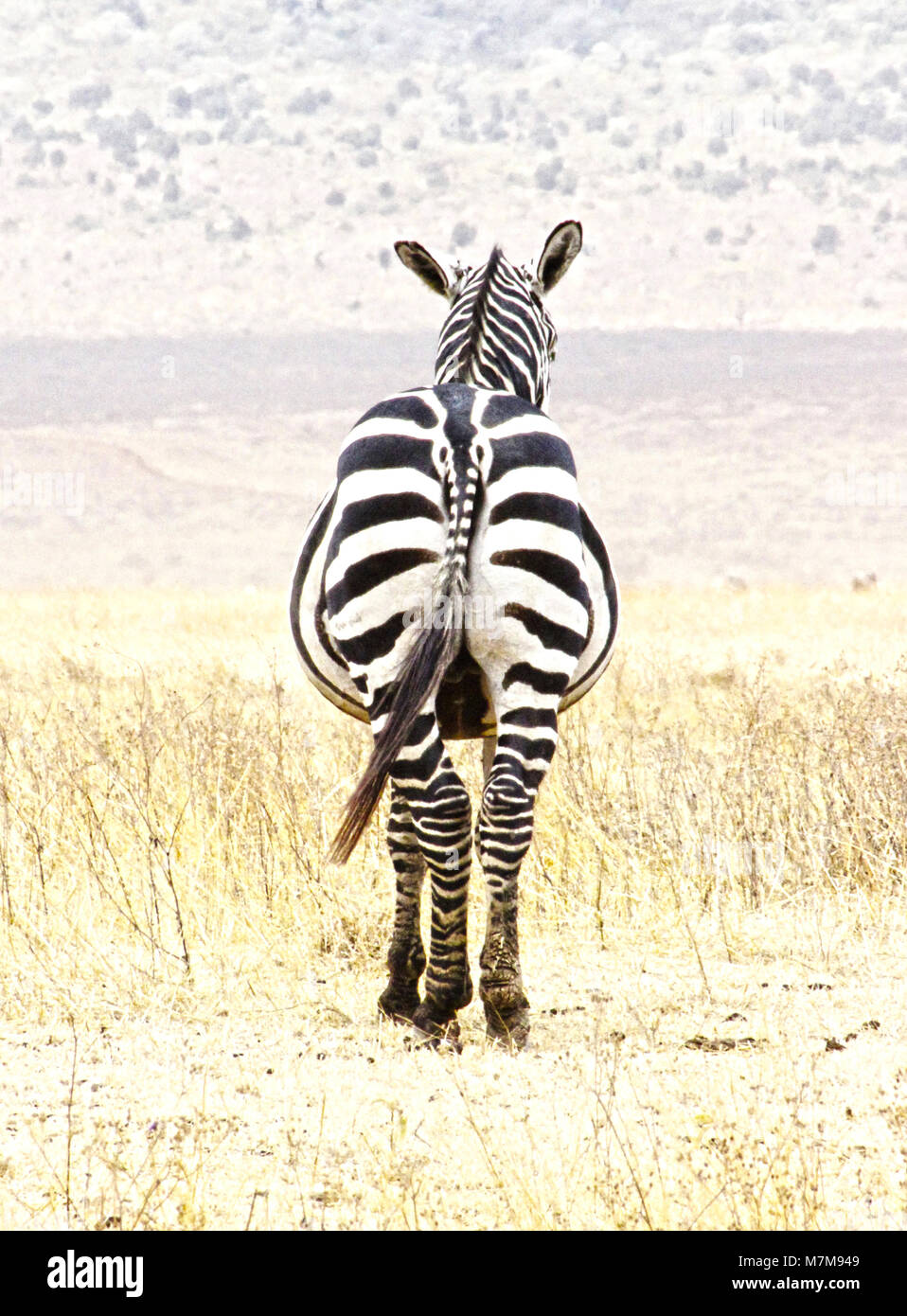 zebra from behind, wild animal in landscape, black and white stripes Stock  Photo - Alamy