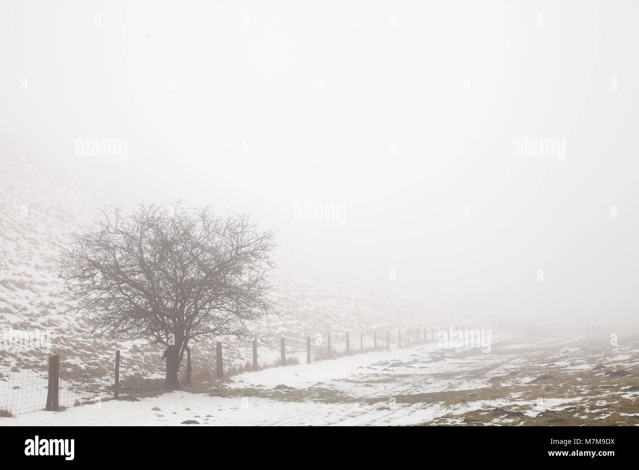 A hawthorne tree in a wintery Yorkshire Wolds Stock Photo