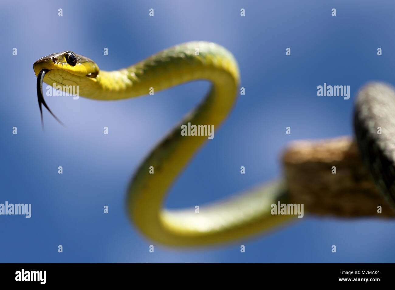 Common Tree Snake Stock Photo Alamy