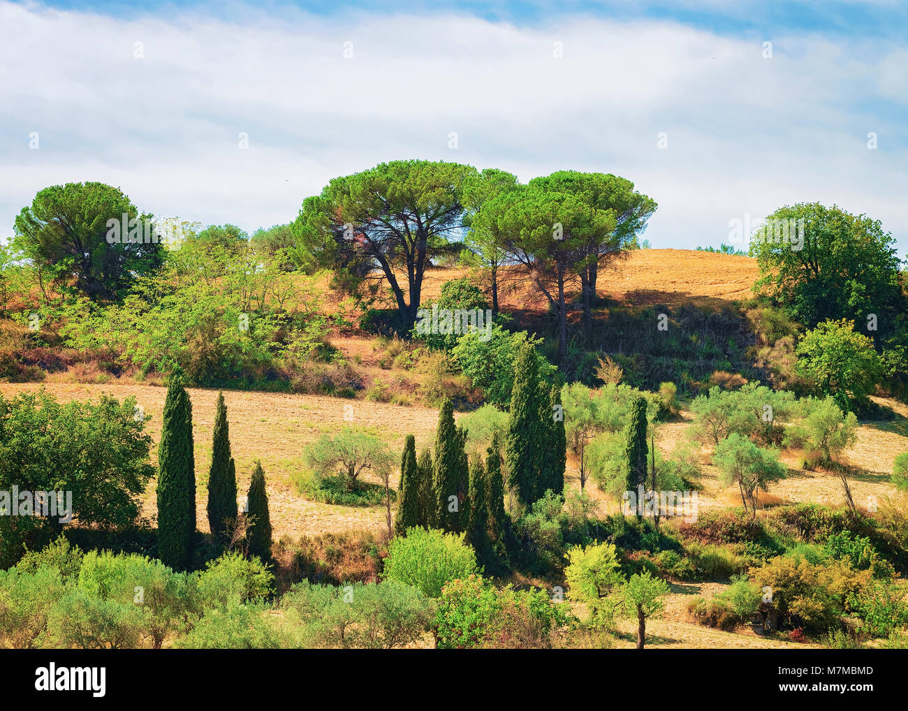 Landscape with forest in Enna province, Sicily, Italy Stock Photo - Alamy, image size:1300x1018