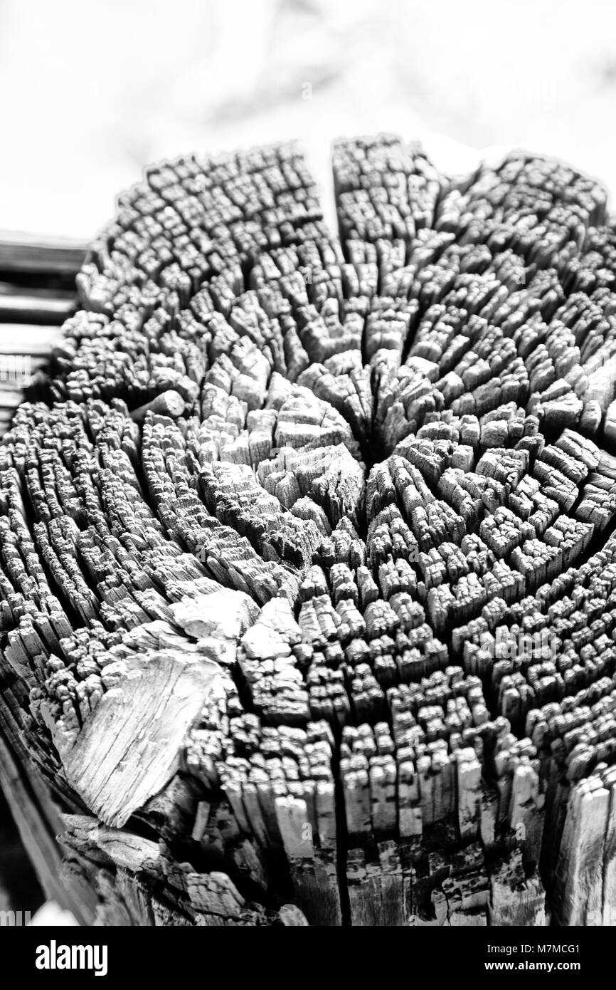 abstract texture of a surface tree like background grain Stock Photo