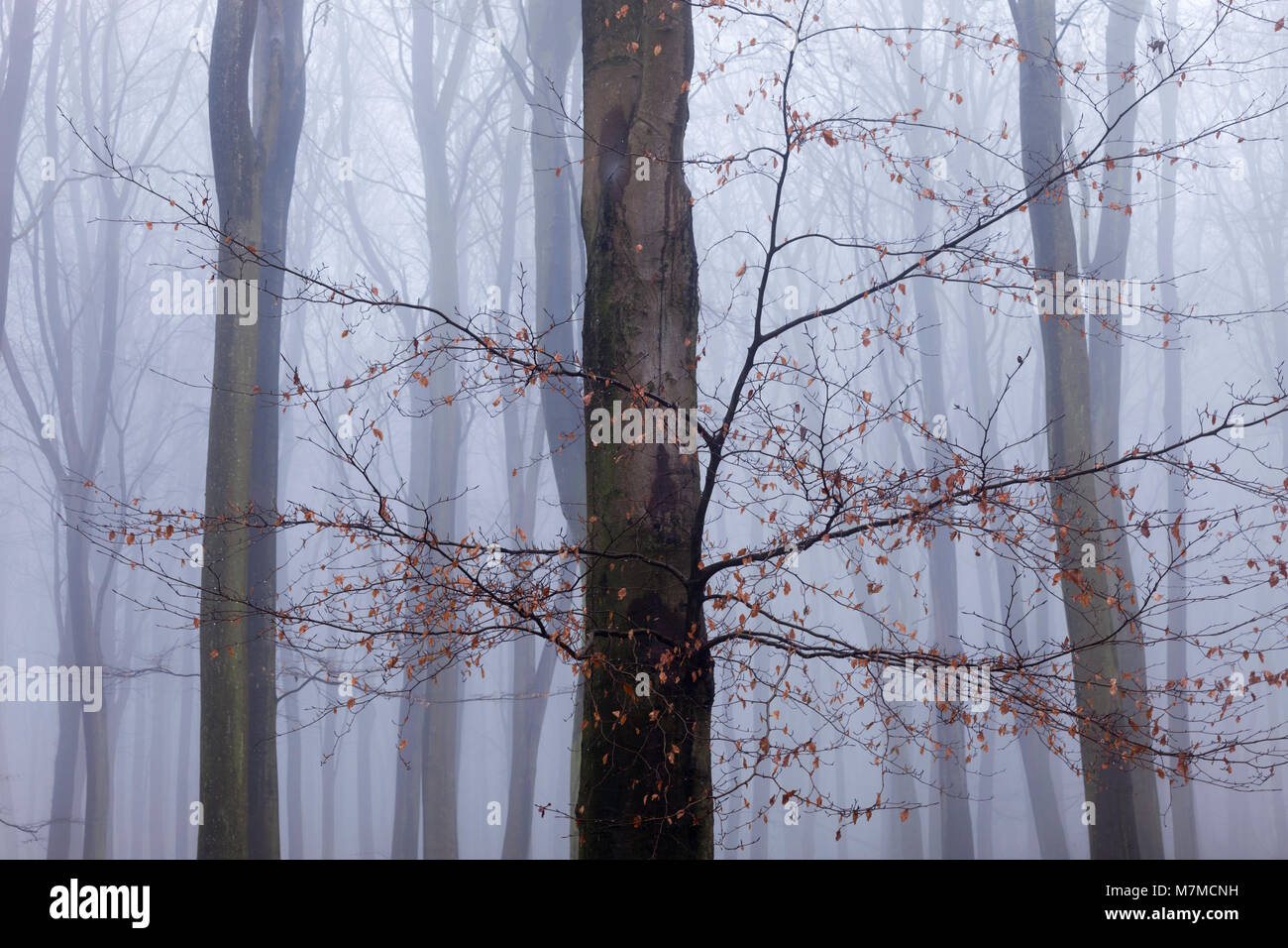 Beech trees in the mist, King's Wood, Challock, Ashford, Kent Stock Photo