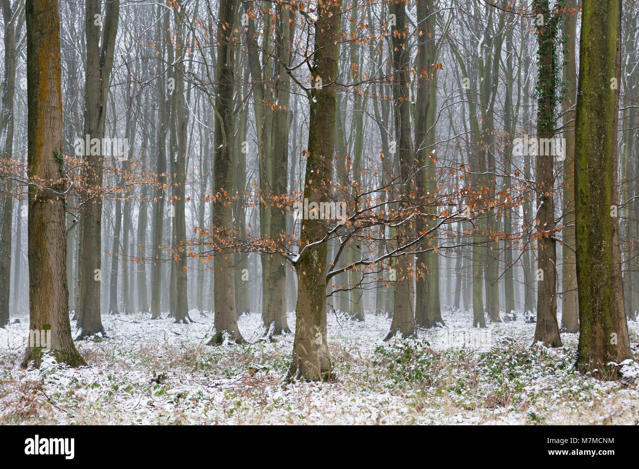 Beech trees in King's Wood, Challock, Kent in the snow Stock Photo Alamy