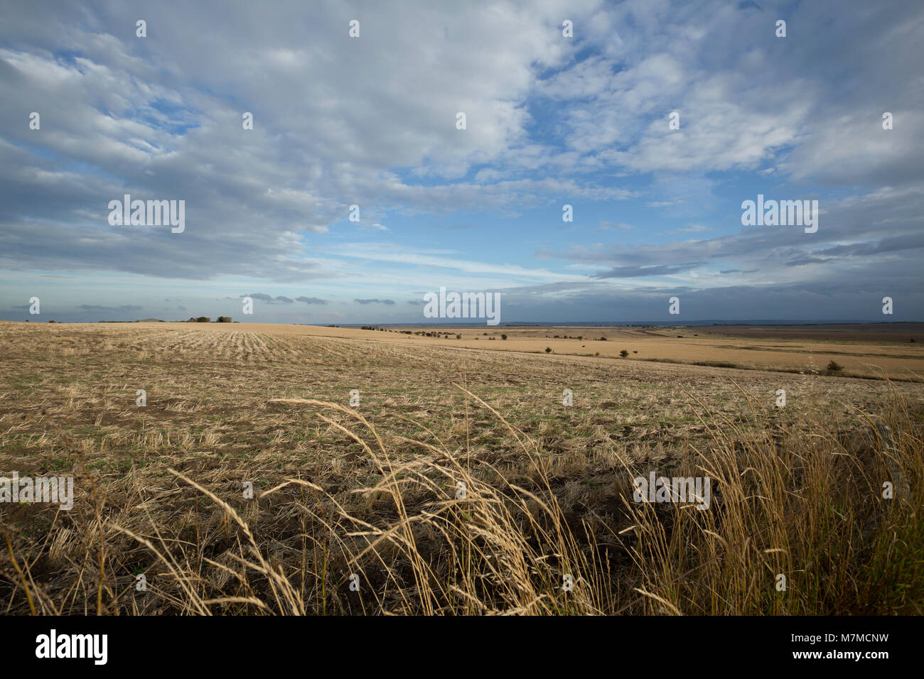 A field near Elmley island, Isle of Sheppey, Kent, UK Stock Photo Alamy