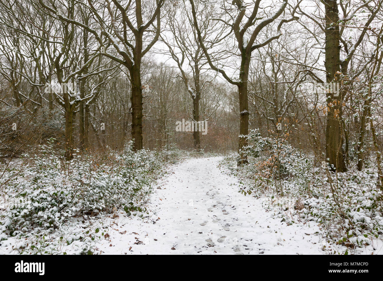 Pretty woodland, part of the ancient forest of The Blean, in the snow - Dunkirk, Faversham, kent Stock Photo